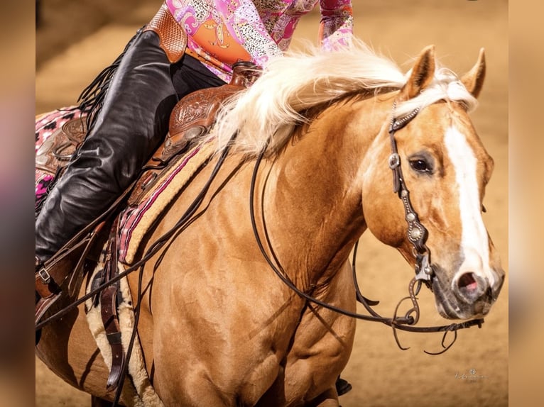 American Quarter Horse Wałach 11 lat 160 cm Izabelowata in Neuenegg
