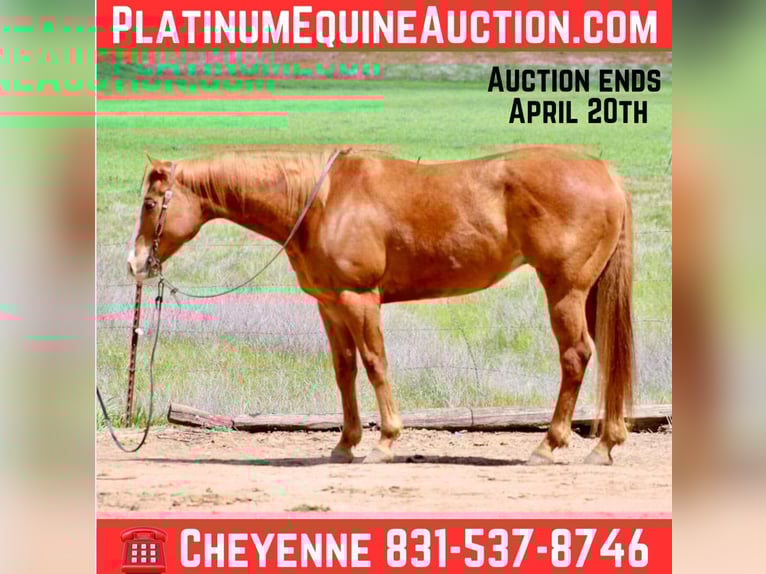 American Quarter Horse Wałach 11 lat Ciemnokasztanowata in Bitterwater CA