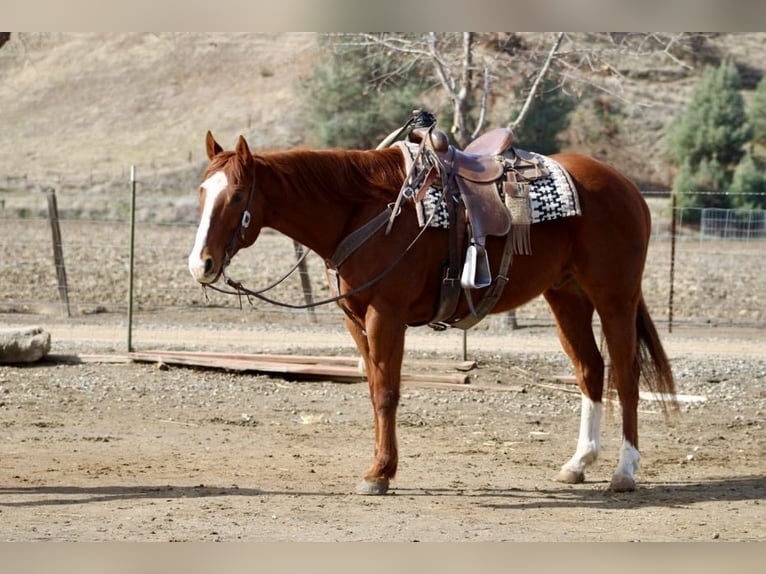 American Quarter Horse Wałach 11 lat Ciemnokasztanowata in Paicines, CA