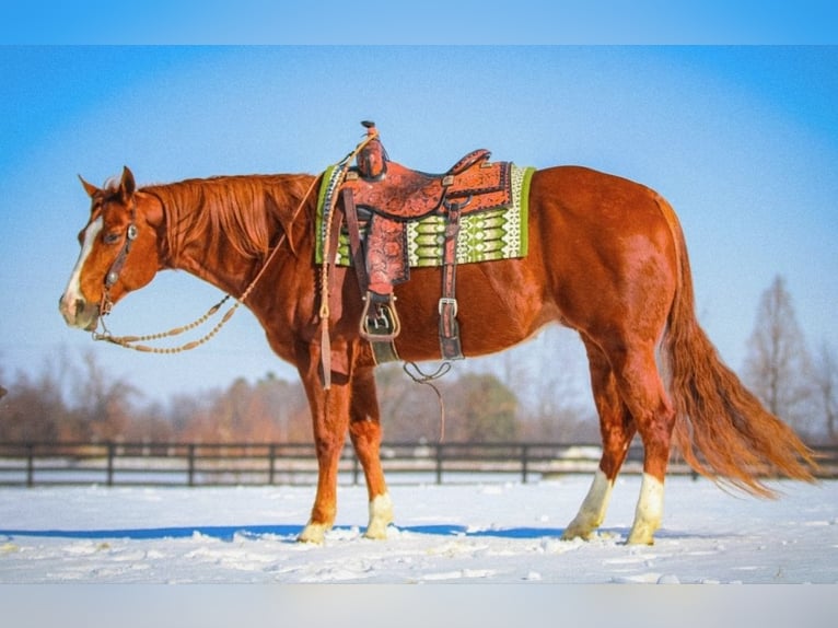 American Quarter Horse Wałach 11 lat Cisawa in Robards