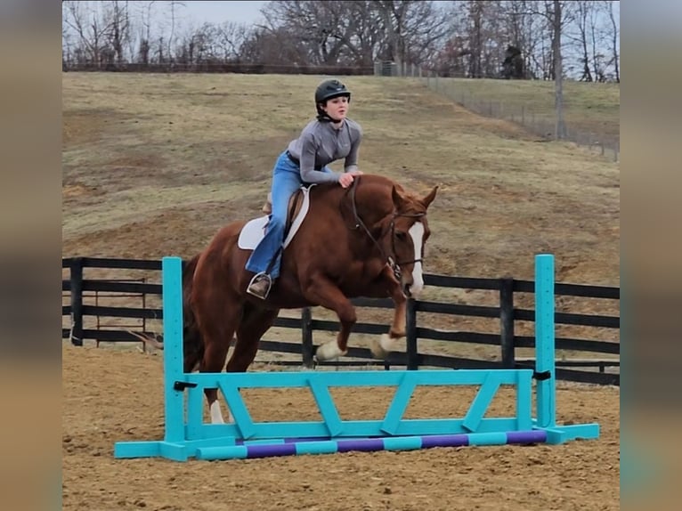American Quarter Horse Wałach 11 lat Cisawa in Robards