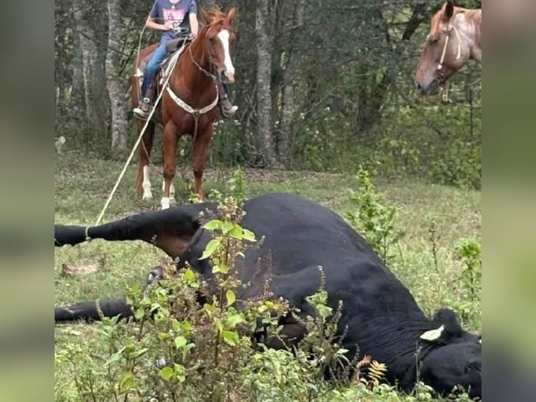 American Quarter Horse Wałach 11 lat Cisawa in Robards