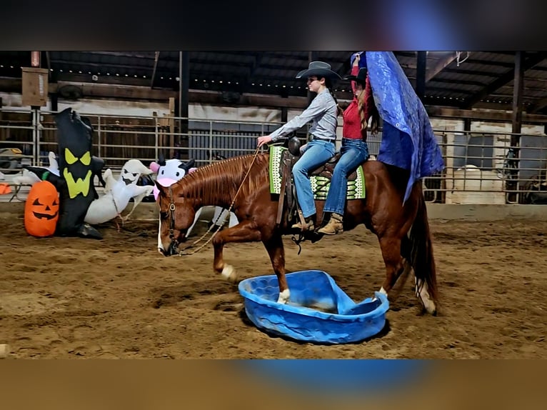 American Quarter Horse Wałach 11 lat Cisawa in Robards