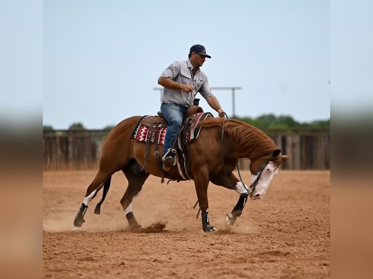 American Quarter Horse Wałach 11 lat Cisawa in Waco