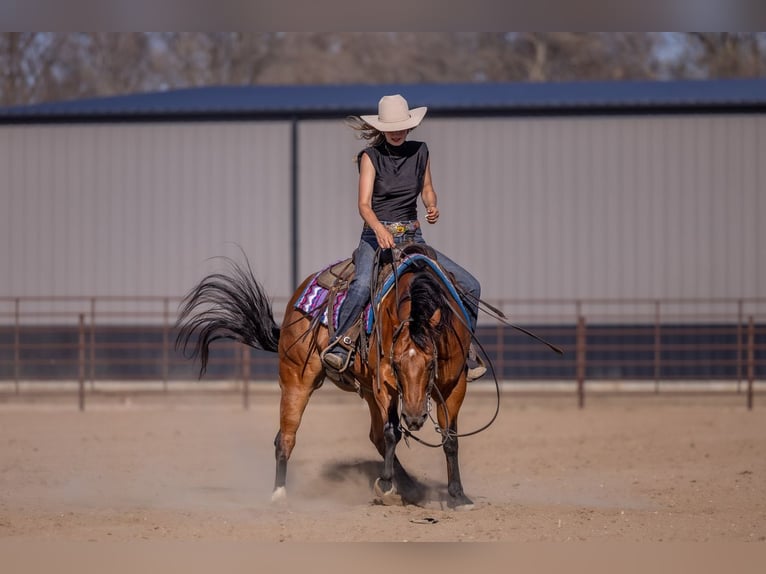 American Quarter Horse Wałach 11 lat Gniada in Canistota