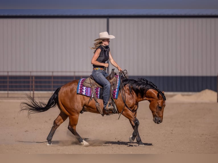 American Quarter Horse Wałach 11 lat Gniada in Canistota