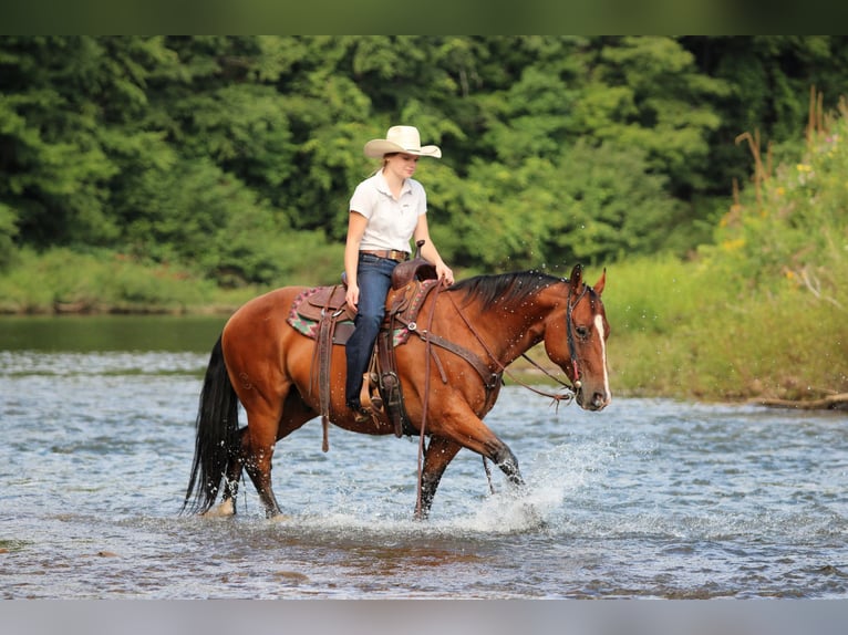 American Quarter Horse Wałach 11 lat Gniada in Clarion