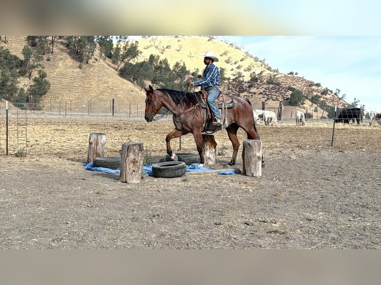 American Quarter Horse Wałach 11 lat Gniadodereszowata in Tres Pinos