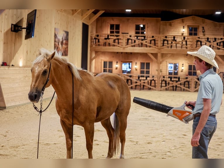 American Quarter Horse Wałach 11 lat Izabelowata in Needmore