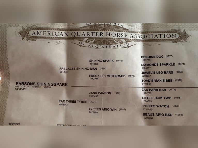 American Quarter Horse Wałach 11 lat Izabelowata in Forney