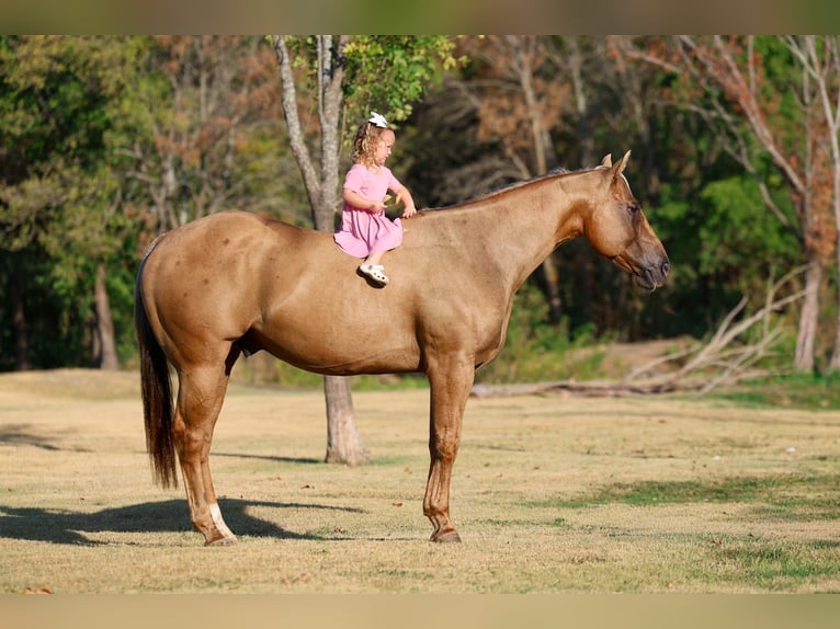 American Quarter Horse Wałach 11 lat Izabelowata in Forney