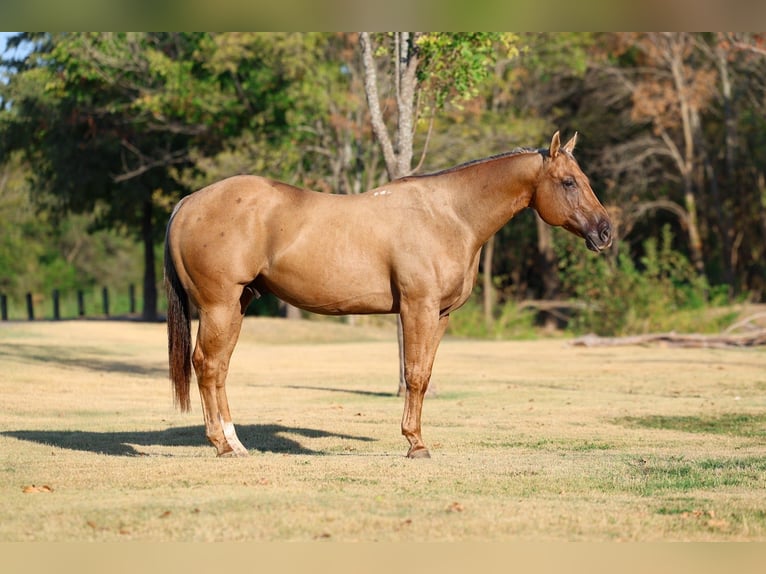 American Quarter Horse Wałach 11 lat Izabelowata in Forney