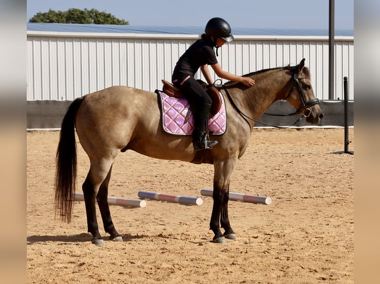 American Quarter Horse Wałach 11 lat Jelenia in Weatherford