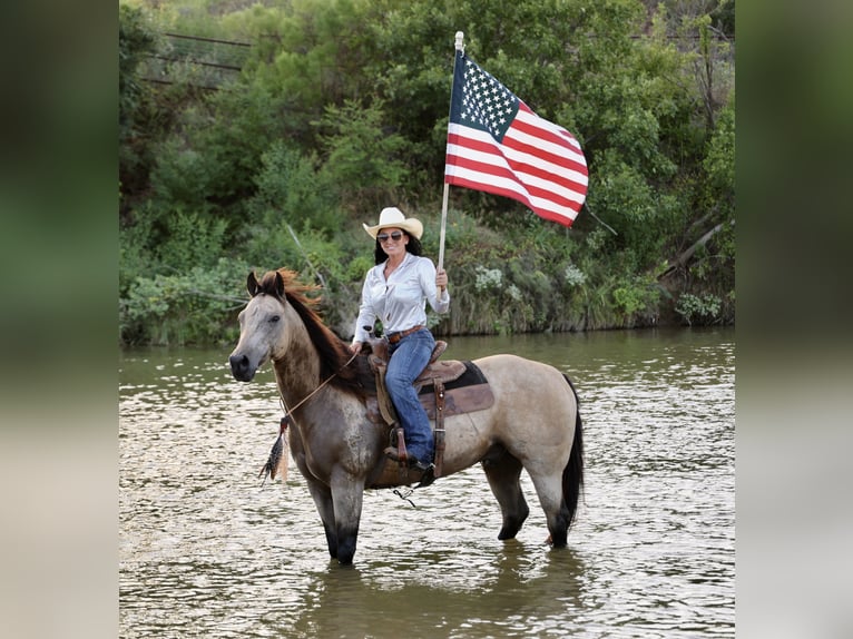 American Quarter Horse Wałach 11 lat Jelenia in Weatherford