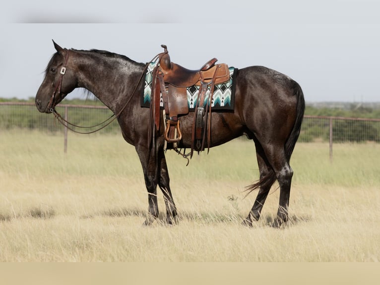 American Quarter Horse Wałach 11 lat Karodereszowata in Mineral Wells