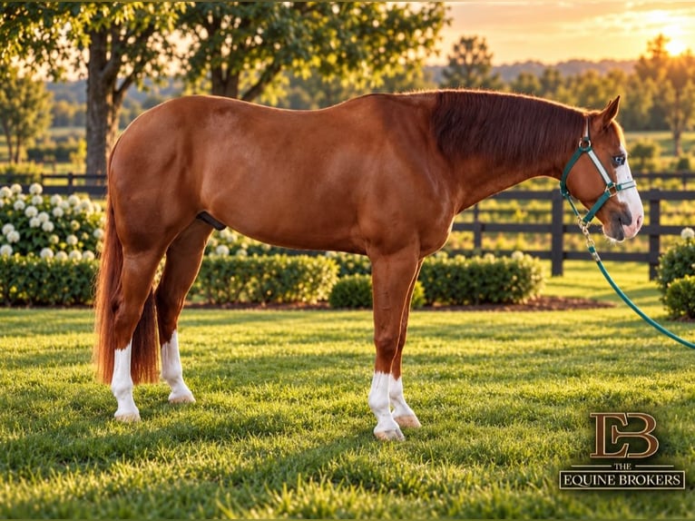 American Quarter Horse Wałach 11 lat Overo wszelkich maści in Imbersago