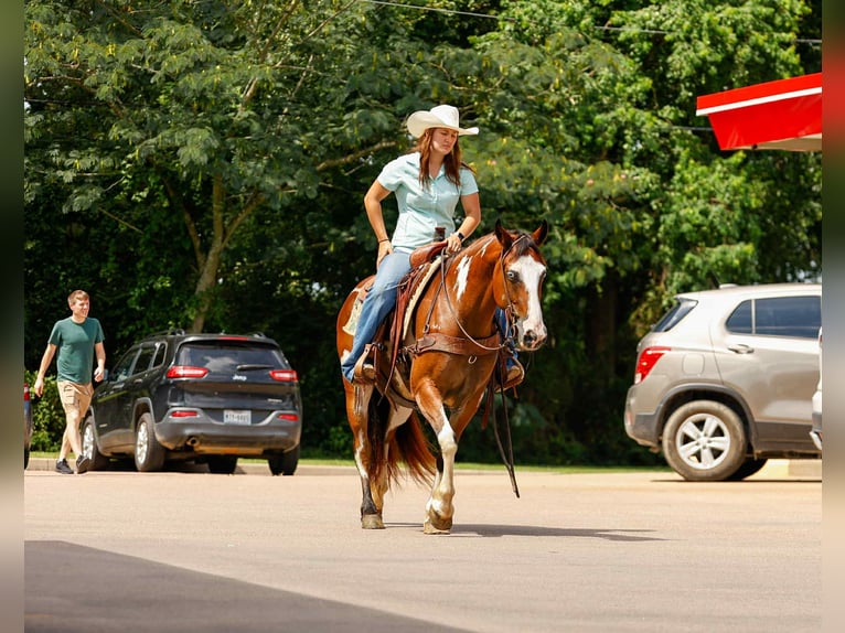 American Quarter Horse Wałach 11 lat Overo wszelkich maści in Rusk TX