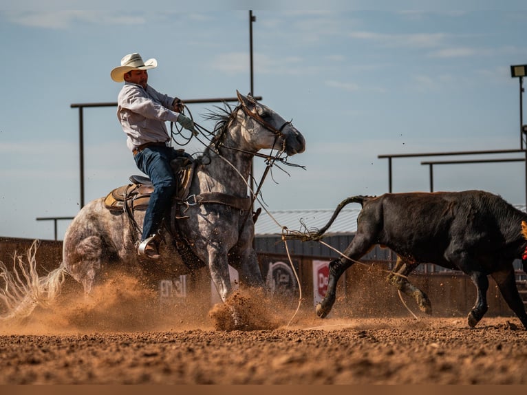American Quarter Horse Wałach 11 lat Siwa in Canyon