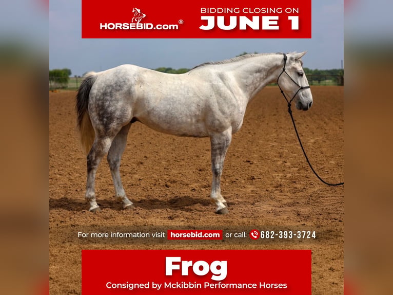 American Quarter Horse Wałach 11 lat Siwa in Stephenville