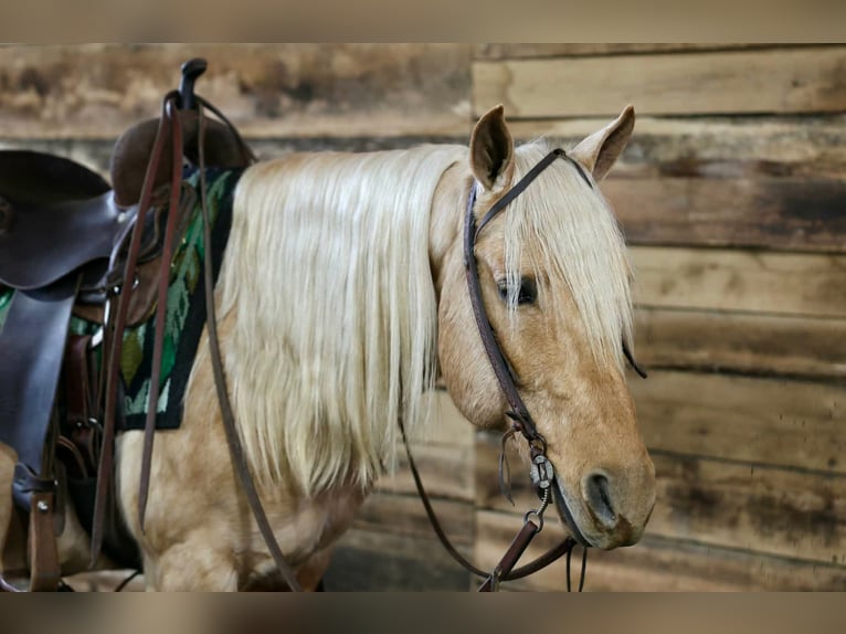 American Quarter Horse Wałach 12 lat 145 cm Izabelowata in Beaver Springs