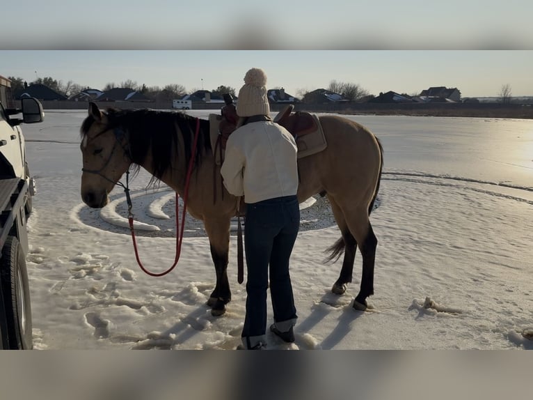 American Quarter Horse Wałach 12 lat 145 cm Jelenia in Ponder