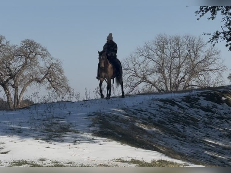 American Quarter Horse Wałach 12 lat 145 cm Jelenia in Ponder