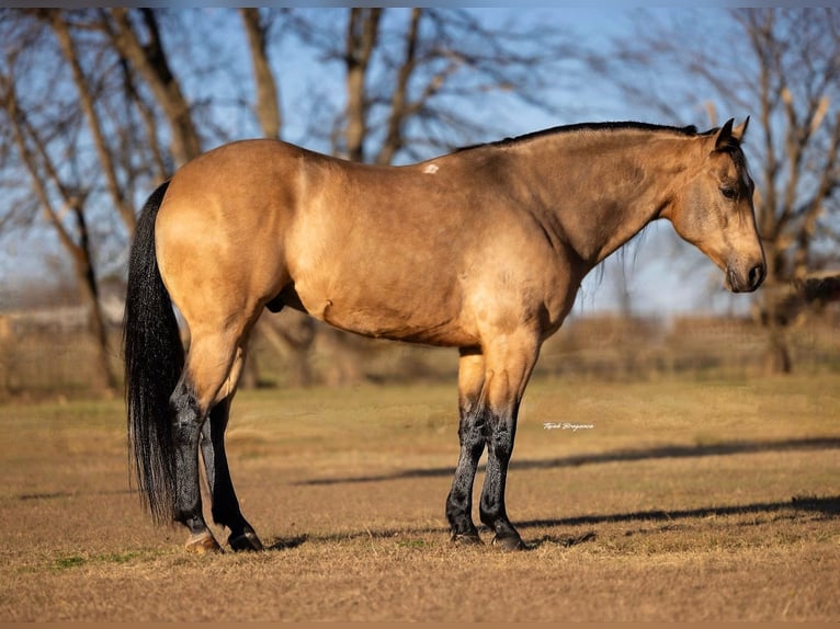 American Quarter Horse Wałach 12 lat 145 cm Jelenia in Ponder