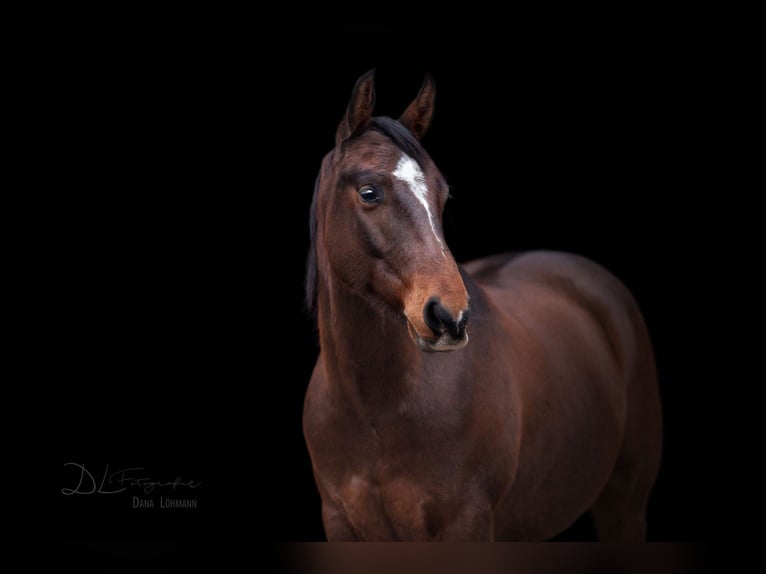 American Quarter Horse Wałach 12 lat 147 cm Ciemnogniada in Sassenberg
