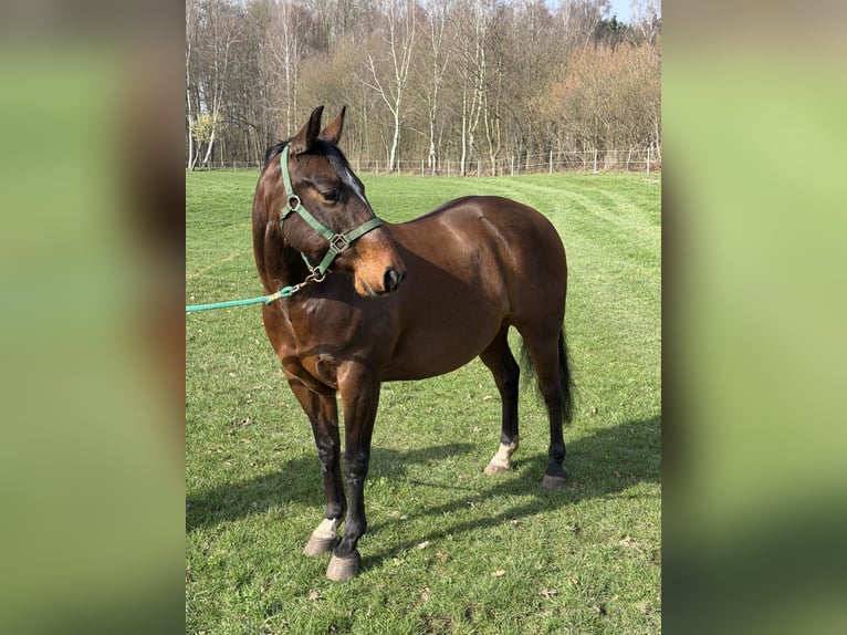 American Quarter Horse Wałach 12 lat 147 cm Ciemnogniada in Sassenberg