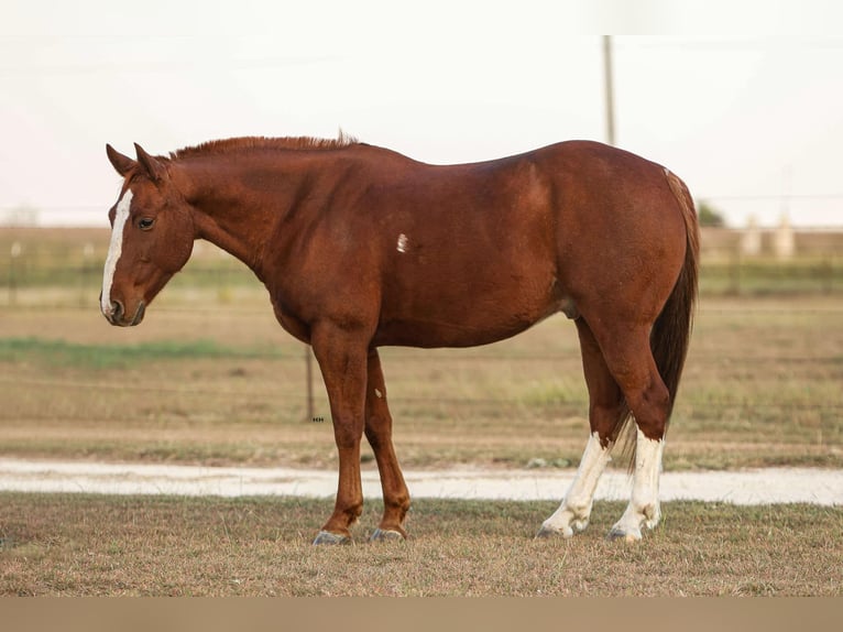 American Quarter Horse Wałach 12 lat 147 cm Ciemnokasztanowata in Granbury tx