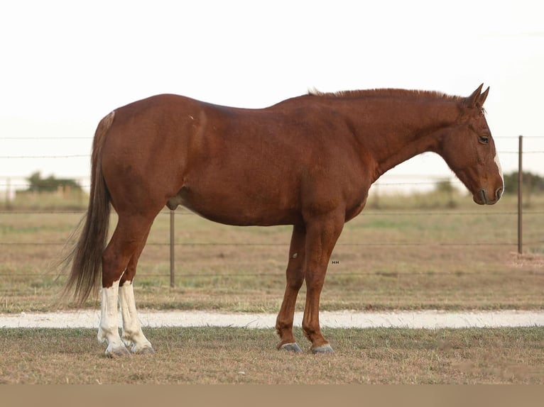 American Quarter Horse Wałach 12 lat 147 cm Ciemnokasztanowata in Granbury tx