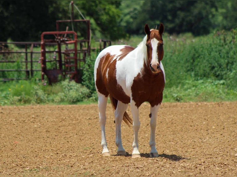 American Quarter Horse Wałach 12 lat 147 cm Ciemnokasztanowata in Stephenville tX