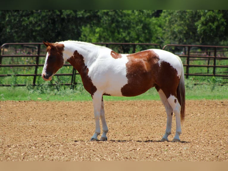 American Quarter Horse Wałach 12 lat 147 cm Ciemnokasztanowata in Stephenville tX