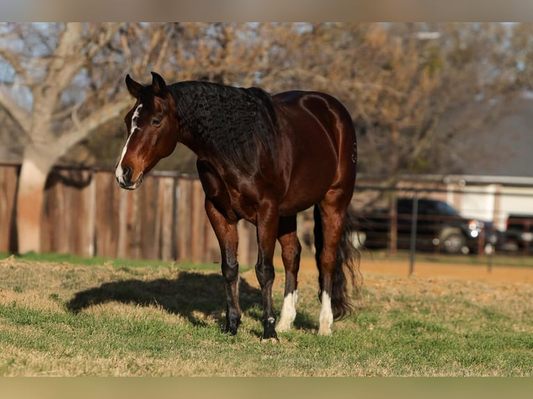 American Quarter Horse Wałach 12 lat 147 cm Gniada in Stephenville