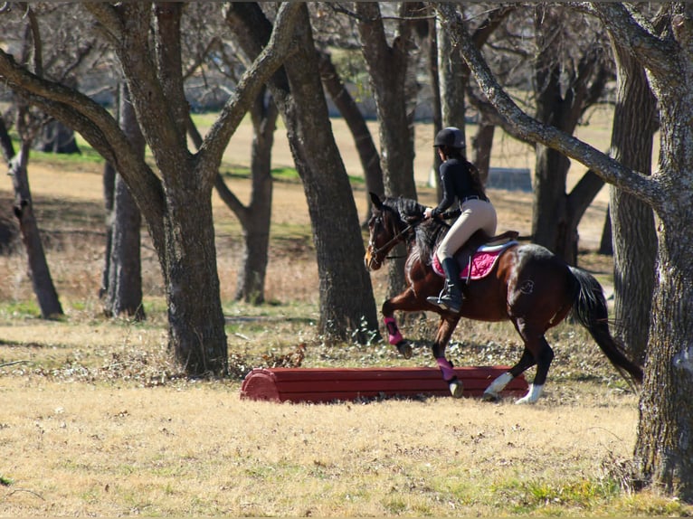 American Quarter Horse Wałach 12 lat 147 cm Gniada in Stephenville