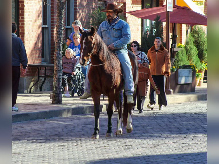 American Quarter Horse Wałach 12 lat 147 cm Gniada in Stephenville
