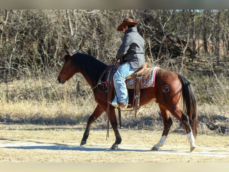 American Quarter Horse Wałach 12 lat 147 cm Gniada in Stephenville