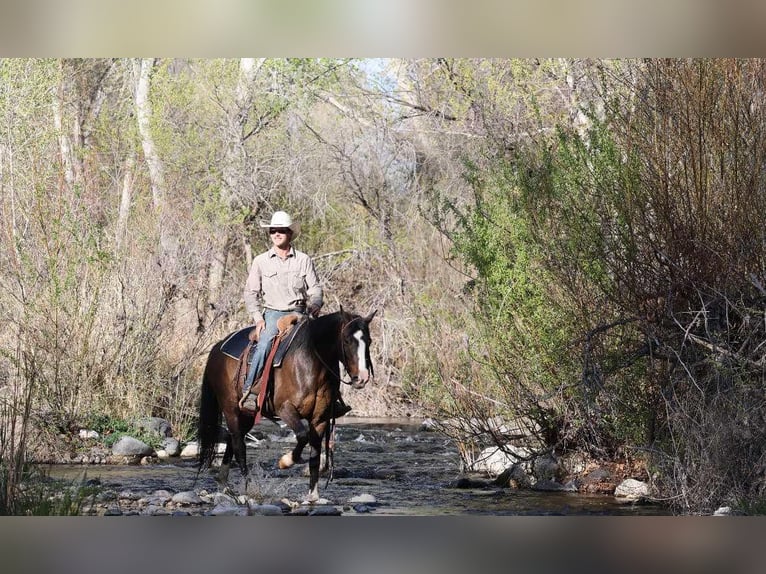 American Quarter Horse Wałach 12 lat 147 cm Gniada in Camp Verde AZ