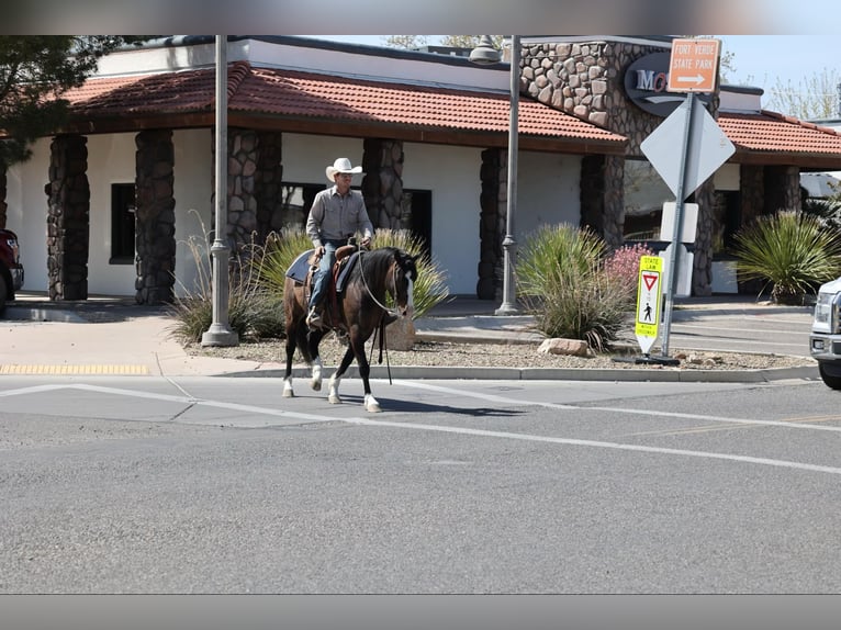 American Quarter Horse Wałach 12 lat 147 cm Gniada in Camp Verde AZ