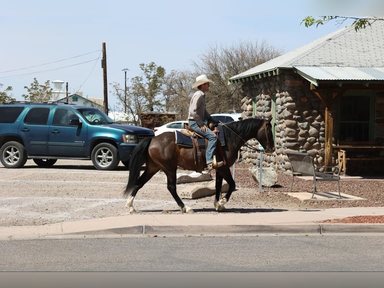 American Quarter Horse Wałach 12 lat 147 cm Gniada in Camp Verde AZ