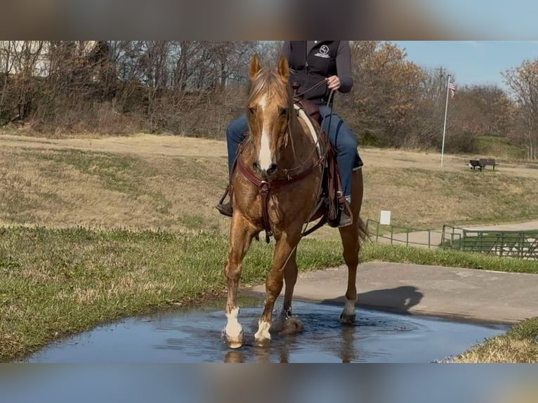 American Quarter Horse Wałach 12 lat 147 cm Izabelowata in Weatherford TX
