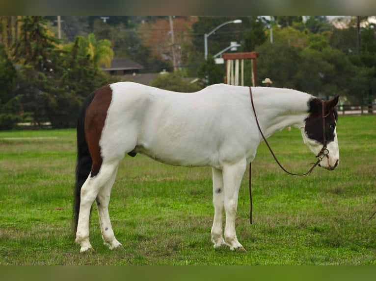 American Quarter Horse Wałach 12 lat 147 cm Tobiano wszelkich maści in Bitterwater CA