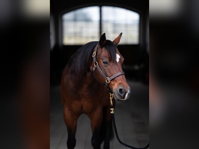 American Quarter Horse Wałach 12 lat 148 cm Gniada in Tuntenhausen