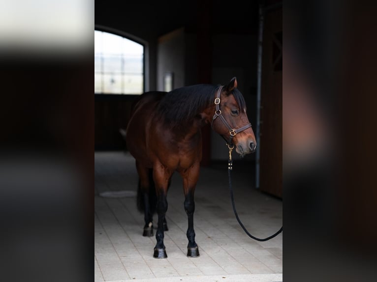 American Quarter Horse Wałach 12 lat 148 cm Gniada in Tuntenhausen