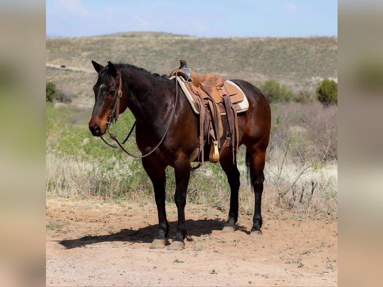 American Quarter Horse Wałach 12 lat 150 cm Gniada in Camp Verde AZ