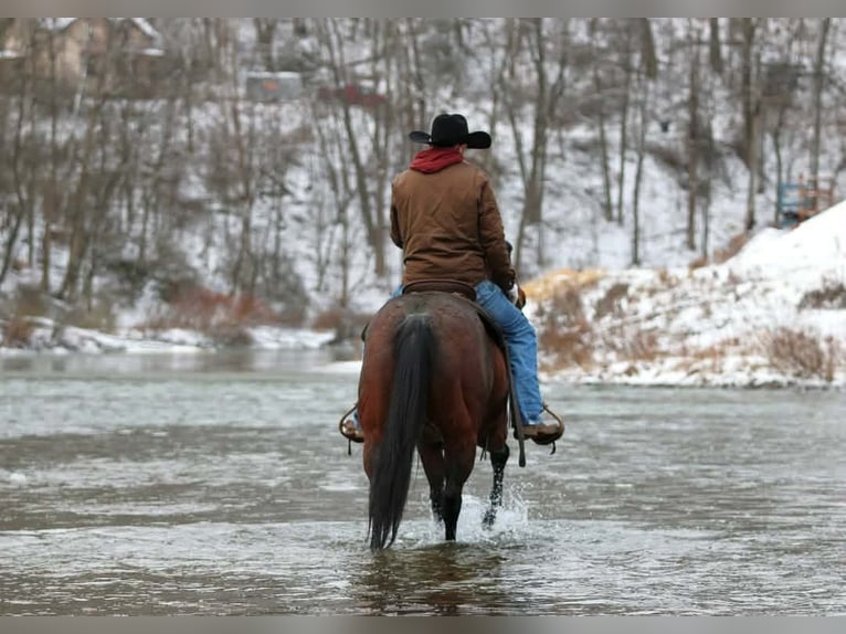 American Quarter Horse Wałach 12 lat 150 cm Gniada in Clarion
