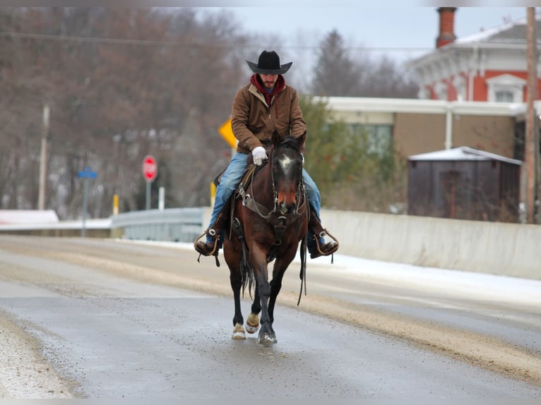 American Quarter Horse Wałach 12 lat 150 cm Gniadodereszowata in Clarion, PA