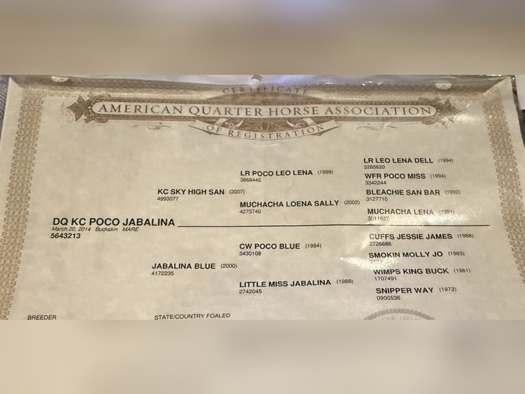 American Quarter Horse Wałach 12 lat 150 cm Jelenia in Paicines CA