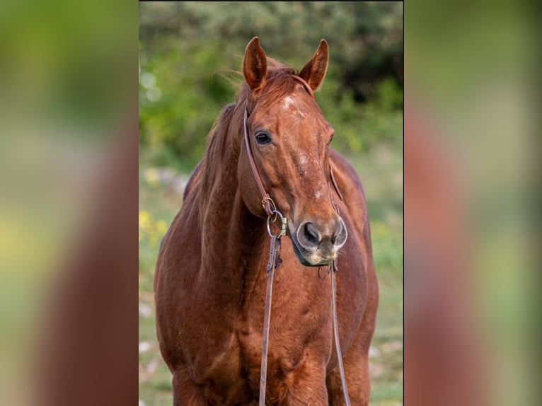 American Quarter Horse Wałach 12 lat 150 cm Kasztanowata in Hemau