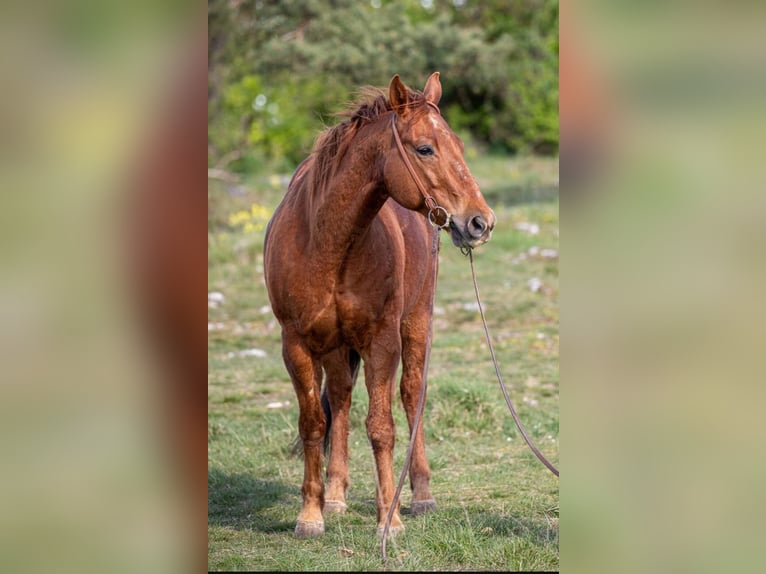 American Quarter Horse Wałach 12 lat 150 cm Kasztanowata in Hemau